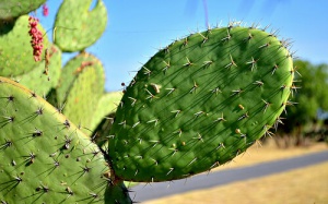 De helende werking van nopal