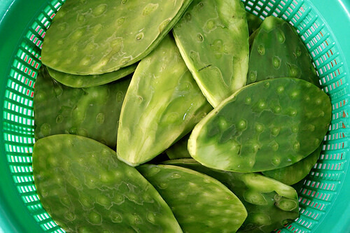 Nopal bladeren