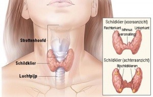 Symptomen en oorzaken van hormonale problemen