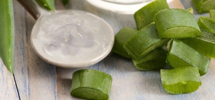 aloe 1