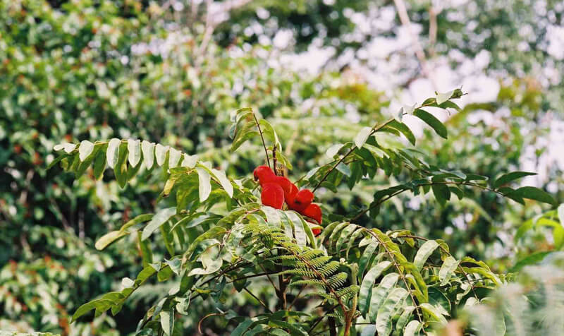 Borututu om de lever te zuiveren