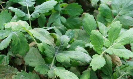 Chelidonium om de lever te zuiveren