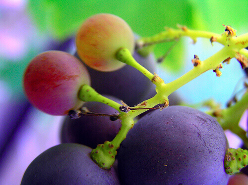 Druiven aan een tros