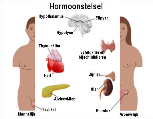 Het hormoonstelsel