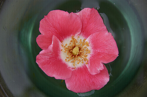 roze bloem