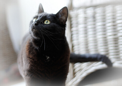 Een toepassing van olijfolie is dat het je kat kan helpen beschermen