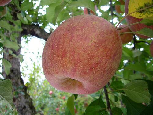 Een appel in een boom