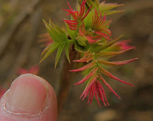 De schilferende nagels van een man