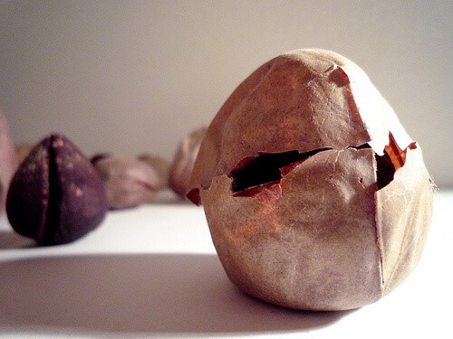 Waarom de avocadopit