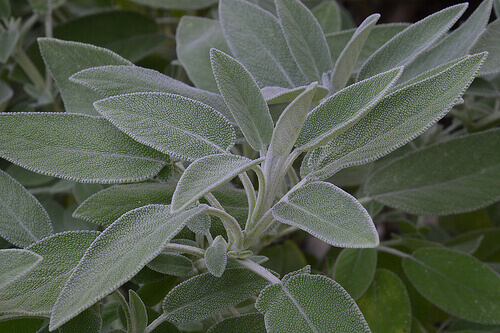 De salvia plant