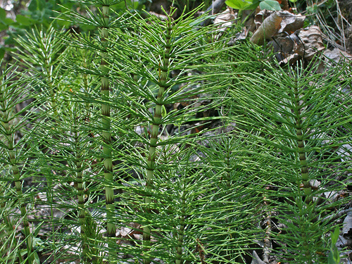 Waar kan ik deze afslankende plant vinden