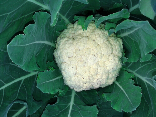 bloemkool