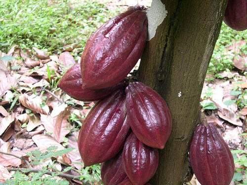 cacao