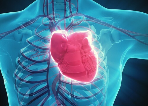Positie van hart in het lichaam