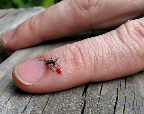 insectenbeten