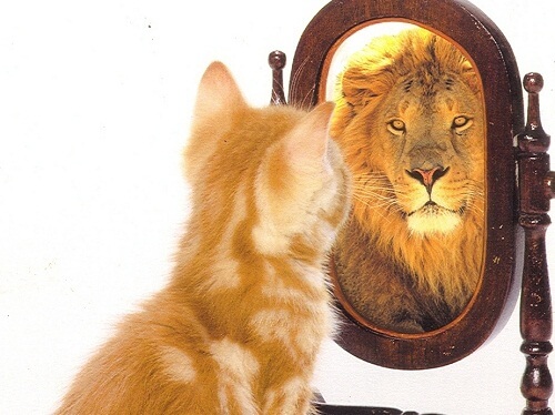 Kat ziet leeuw in de spiegel