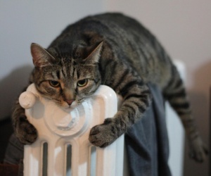 Een kat ligt op de verwarming
