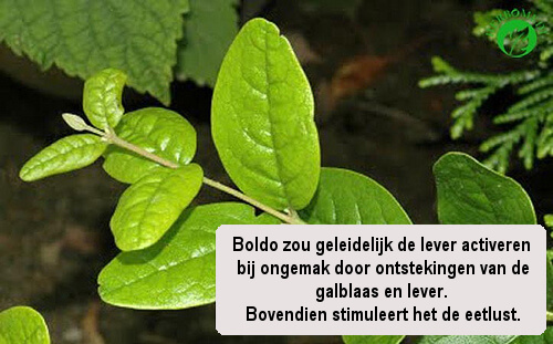 Boldo voor je lever