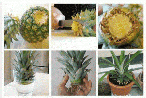 Zo kweek je je eigen ananasplant!