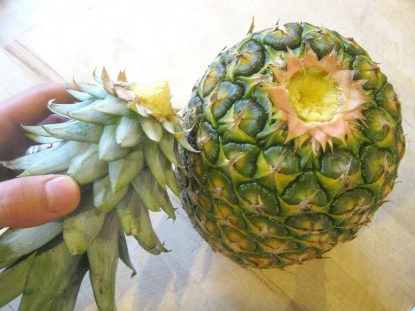 Een ananas die nog niet rijp is