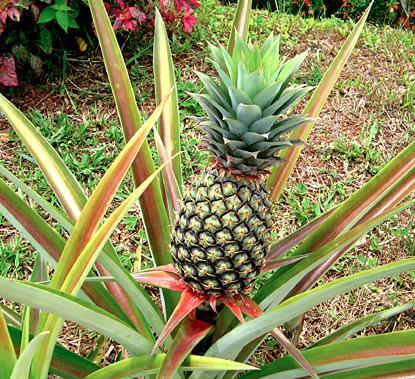 Een gezonde ananasplant