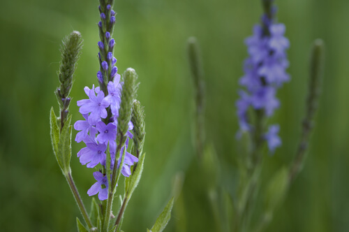 blauwe-verbena