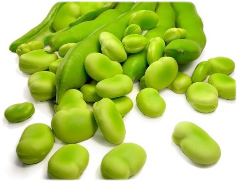 tuinbonen