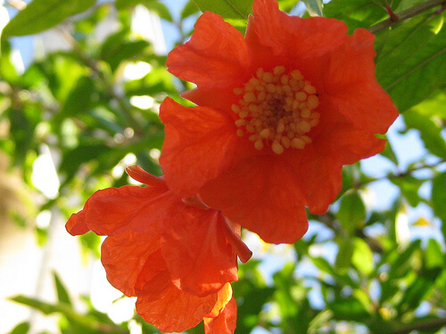granaatappel-bloem