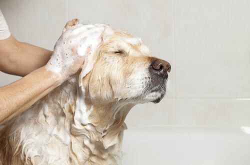 Hond wassen tegen teken