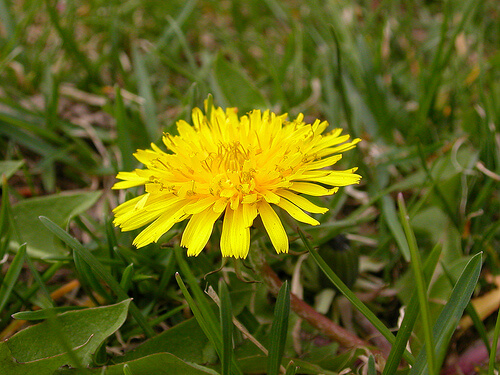 kraaienpootjes3