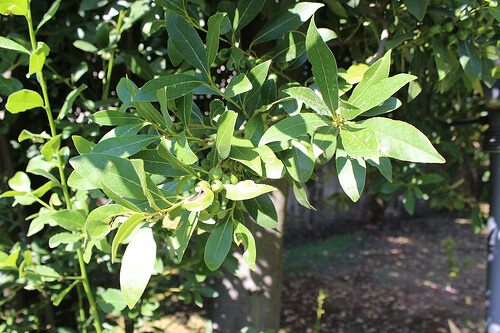 Laurierblad om je tanden witter te maken