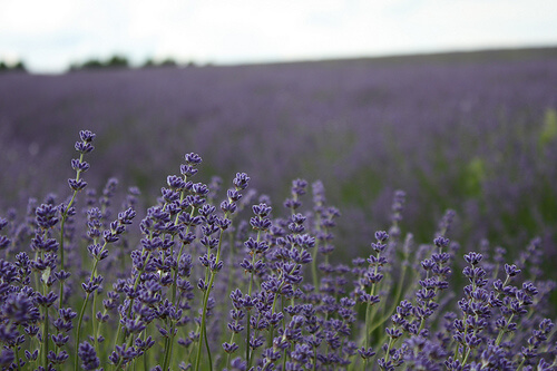 lavendel2