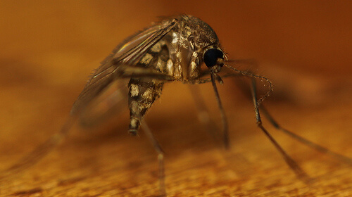 Middelen tegen muggen met olie