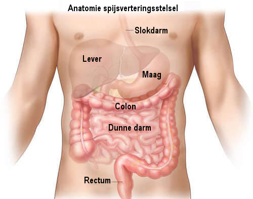 spijsverteringsstelsel