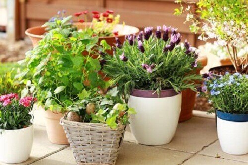 Bloemen