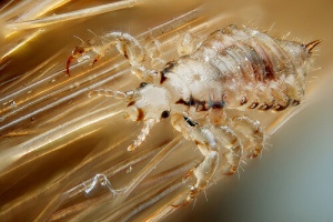 Luizen en neten verjagen met natuurlijke producten