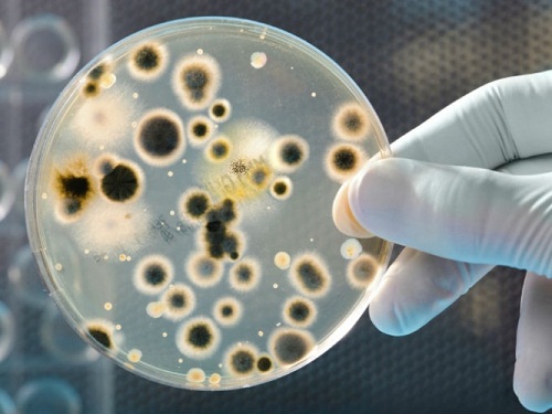 Het menselijk lichaam zit vol met bacteriën