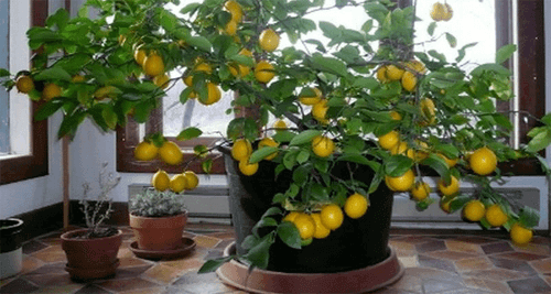 Een citroenboom planten en laten groeien
