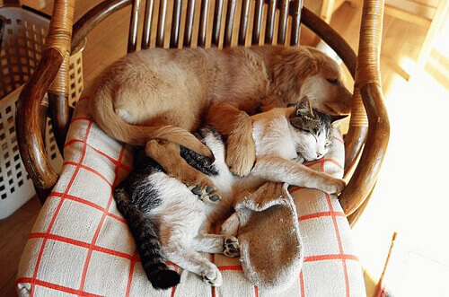 Slapende Hond en Kat