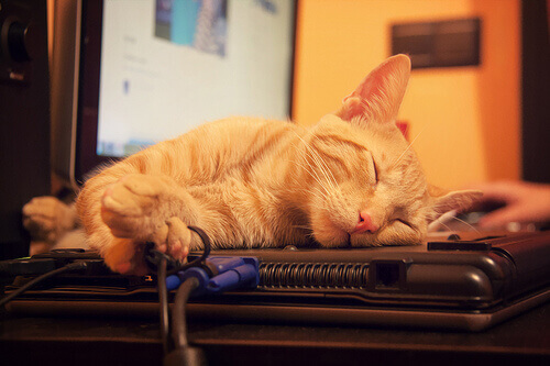 Kat op Laptop