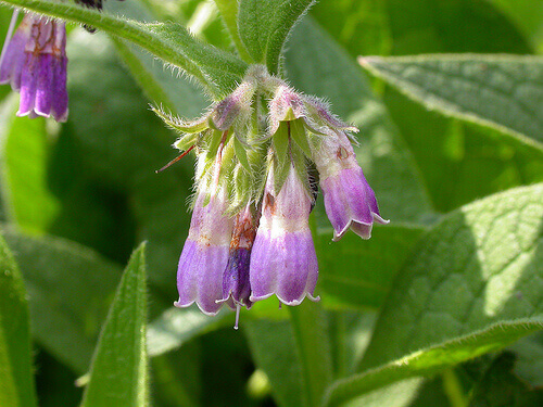 Smeerwortel als behandeling