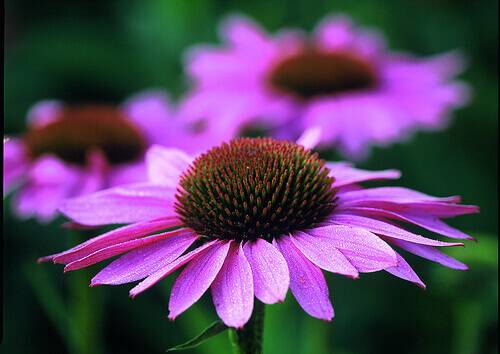 Echinacea tegen spataders