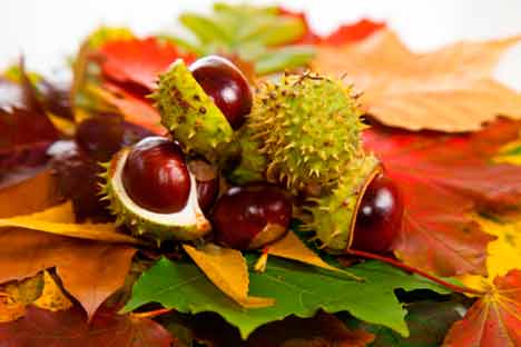 Indiase Paardenkastanje