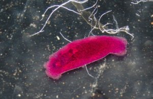 Natuurlijke remedies om parasieten te verwijderen