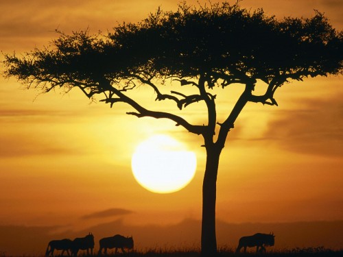 Afrikaans landschap