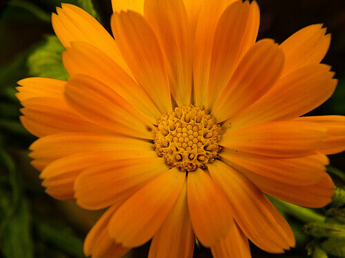 Goudsbloem