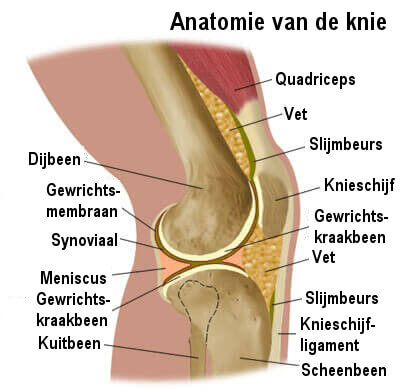 anatomie van de knie