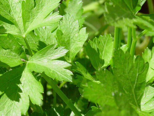 Peterselie in close up