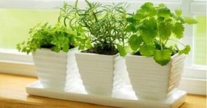 10 planten die positieve energie aantrekken