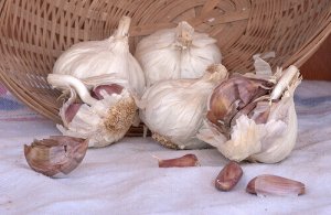 Hoe wratten op een natuurlijke manier verwijderen?